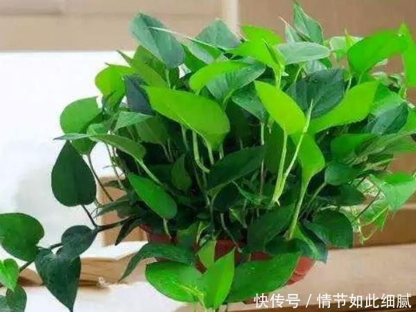 “一棵绿萝七个鬼”,说的是啥意思难道家里养绿萝不吉利