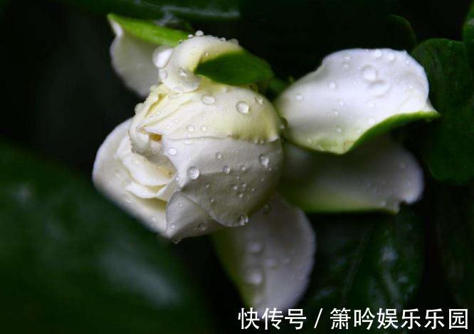 茶花|从7月6号开始，家养这些植物，花朵一串串，花苞蹿全枝