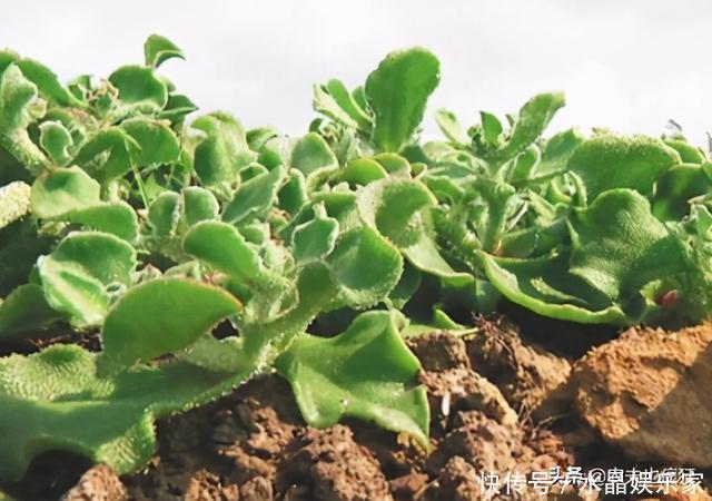 俗称冰菜,叶子自带咸味,国外当肥皂用,我国成贵族菜10元1斤