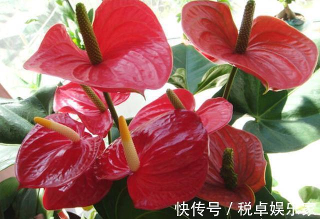 红掌烂根不要怕，教你几招，轻松救活，新叶不断冒，花开不停