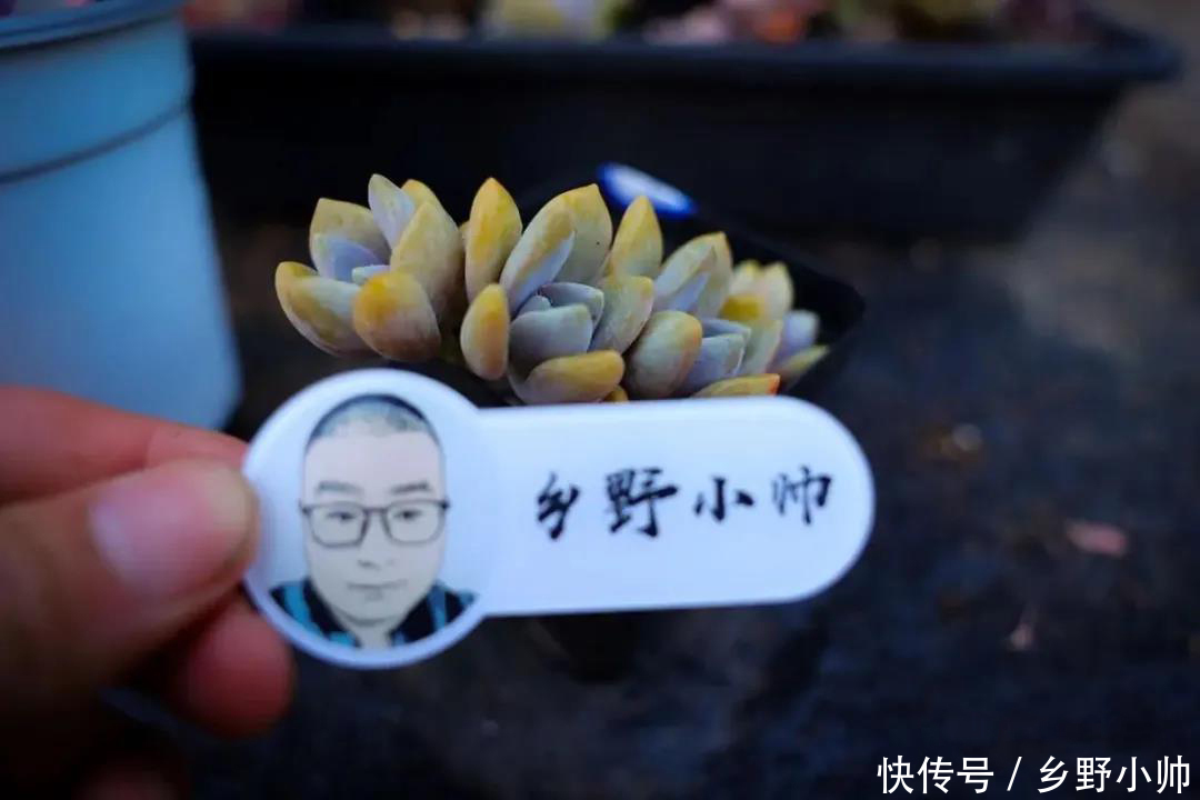 多肉|这几种肉肉耐高温,休眠时间短,喜欢多肉的你值得拥有