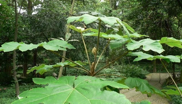 木髓|农村的一种植物，名虽为草，实则为木，民间常用其木髓炖汤喝