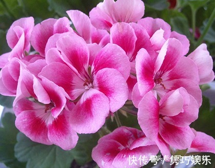 这三种花最喜欢夏天，越热越容易轻松爆满盆，好看又好养