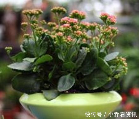 厨房一种的养花宝,比柳树皮都易得,效果不比柳树皮差