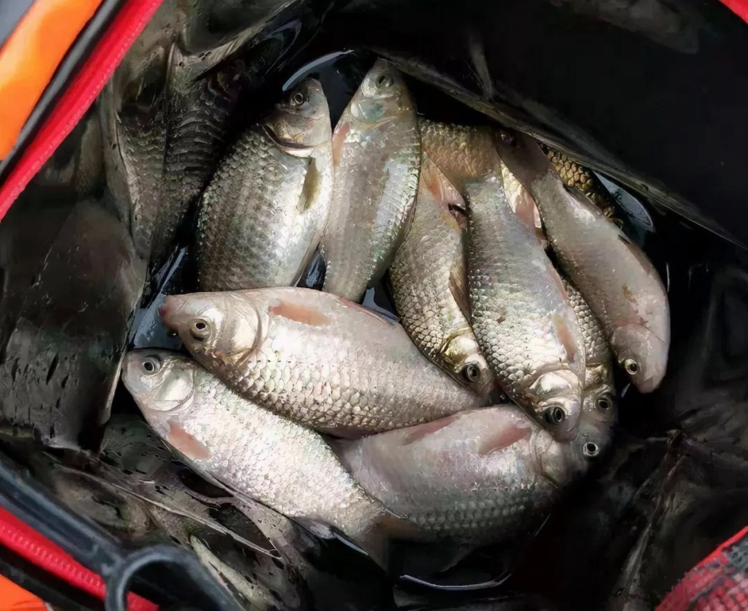 冬天鱼往深水跑,教你一套黄金钓法,多冷都能钓斤鲫