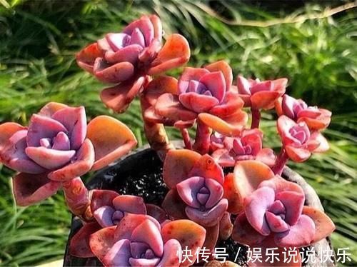 精致版|多肉彩虹糖，精致版的紫乐，容易上色喜欢群生，新手也可以放心养