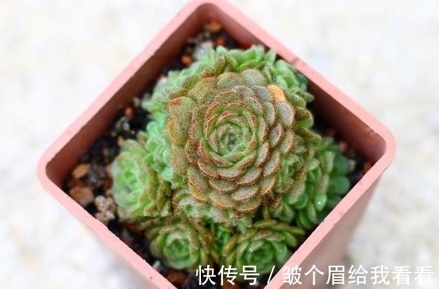 喜欢玫瑰花型多肉植物，就养一盆小野玫瑰，做好3点变成手捧花