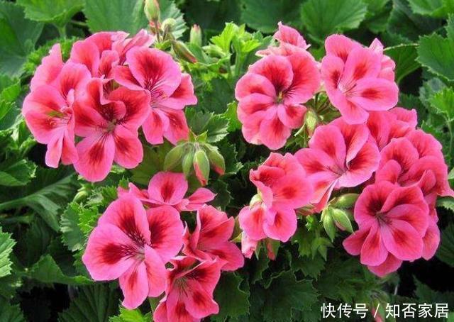 养护|3种花,一开就是一夏天,花苞一个挨着一个贼漂亮