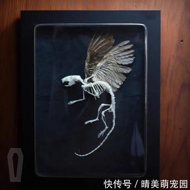 骨骼|我在淘宝卖骨骼标本，解剖了5000多只动物