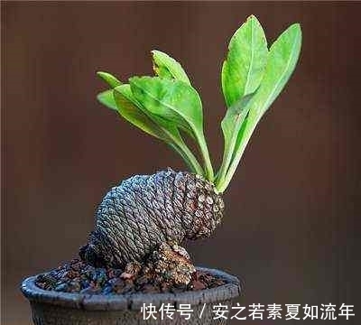 熊孩子把用过的铅笔插盆栽里，结果一星期后，全家都看傻眼了！
