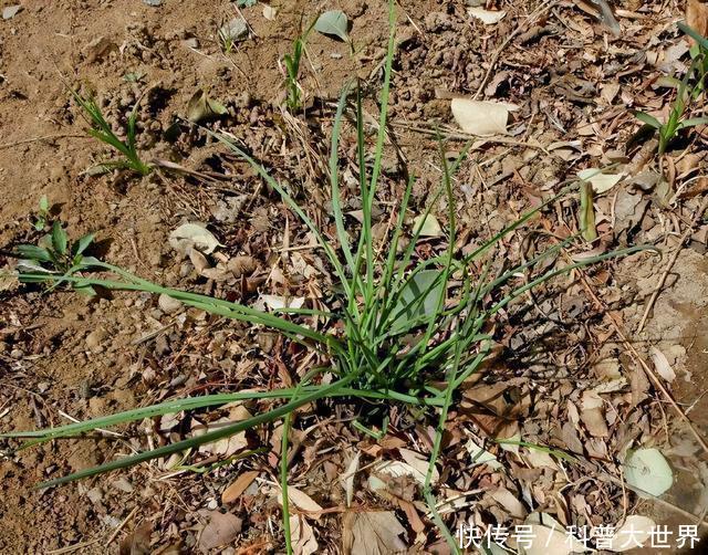 新品种|大别山中发现“神韭菜”,堪称韭菜“老祖宗”,或开发韭菜新品种