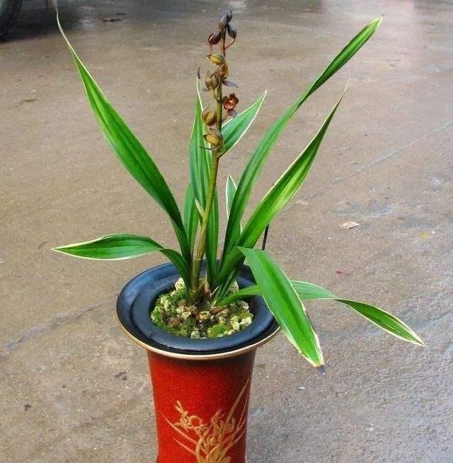 养兰花，想要长得壮，开花多，“这3点”缺一不可，别忽视