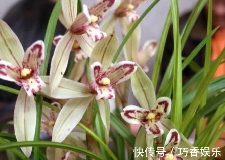 新手养花,不如养盆花中精品“兰花”,透气不烂根,开花多又香