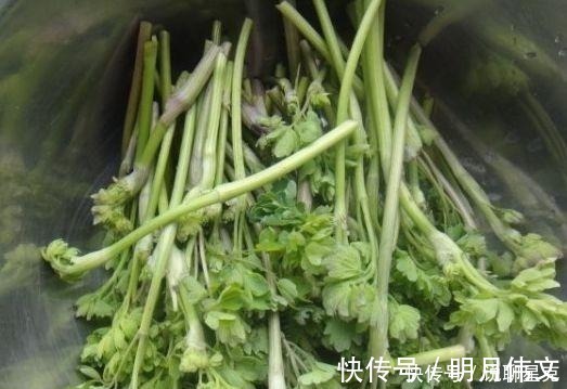 野菜|农村被称为“猫爪草”，现在成了城里热门野菜，卖50元一斤