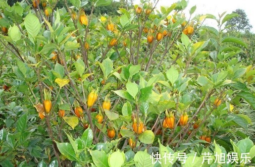 泡水|晚上易失眠多梦用此物泡水,睡前来一杯,告别失眠,抗菌又消炎