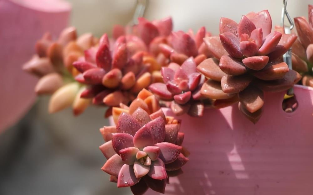 5种好看又好养的多肉，看一眼就爱不释手，还能开出俊秀的小花