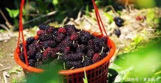 此物泡酒有效缓解头晕目眩、益于清热明目,延缓衰老等6大作用