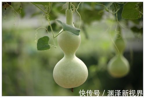 猪苓|中医入门8种祛湿利水中药，除湿气，消水肿的好手，一次讲清楚