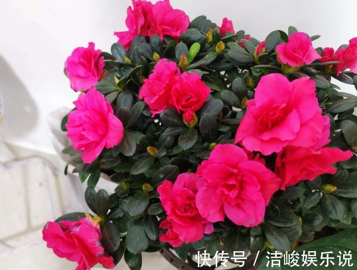 植物|植物黄叶原因有“五点”,只要做得对,立马变油绿