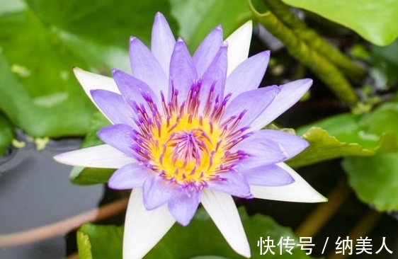 吉星|到了10月份，吉星照耀，4属相运势回升，桃花满满，喜事多多