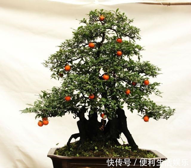 别再养发财树、金钱树了,此种树,山上“挖1棵”,养成老桩值钱!