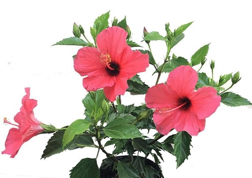 见证|养花还愁长不好土里放点它,啥花见了也呼呼长,十几年见证