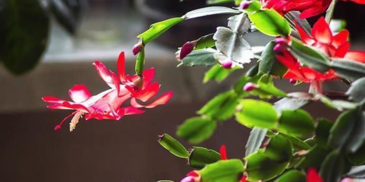 蟹爪兰夏天不能浇水嫁接与否需要判定好,不然花朵很容易烂根