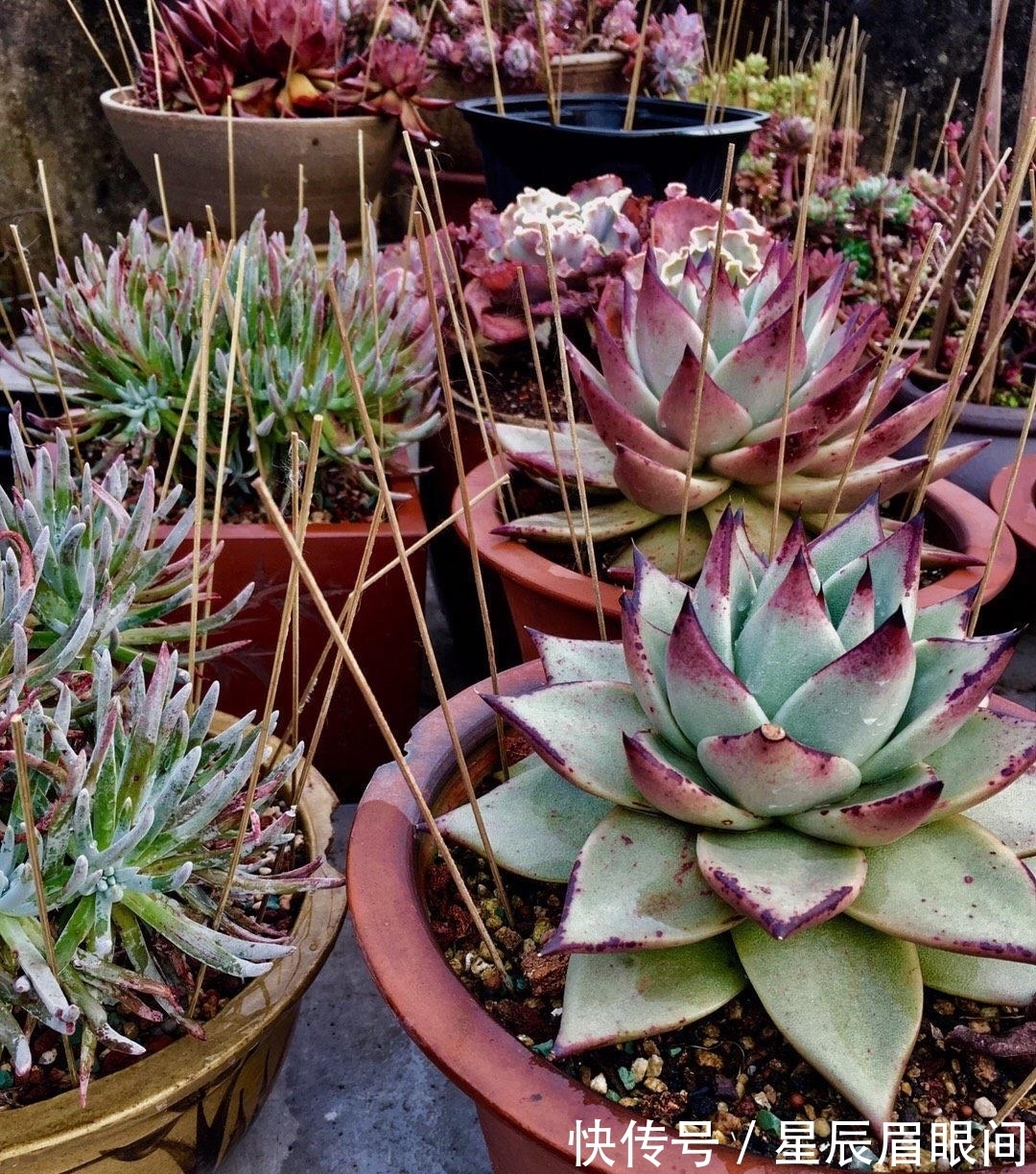 飞鸟|多肉露养,小心飞鸟,多肉叶子都吃了,插几根牙签,避免咬伤