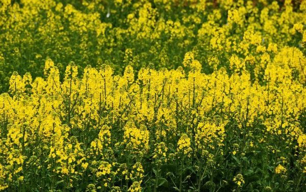 邂逅|油菜花开都市 街头邂逅春天｜图集