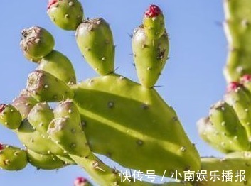 仙人掌|膝盖疼痛难忍,原来是因为滑膜炎,教你巧用一物,让疼痛快远离