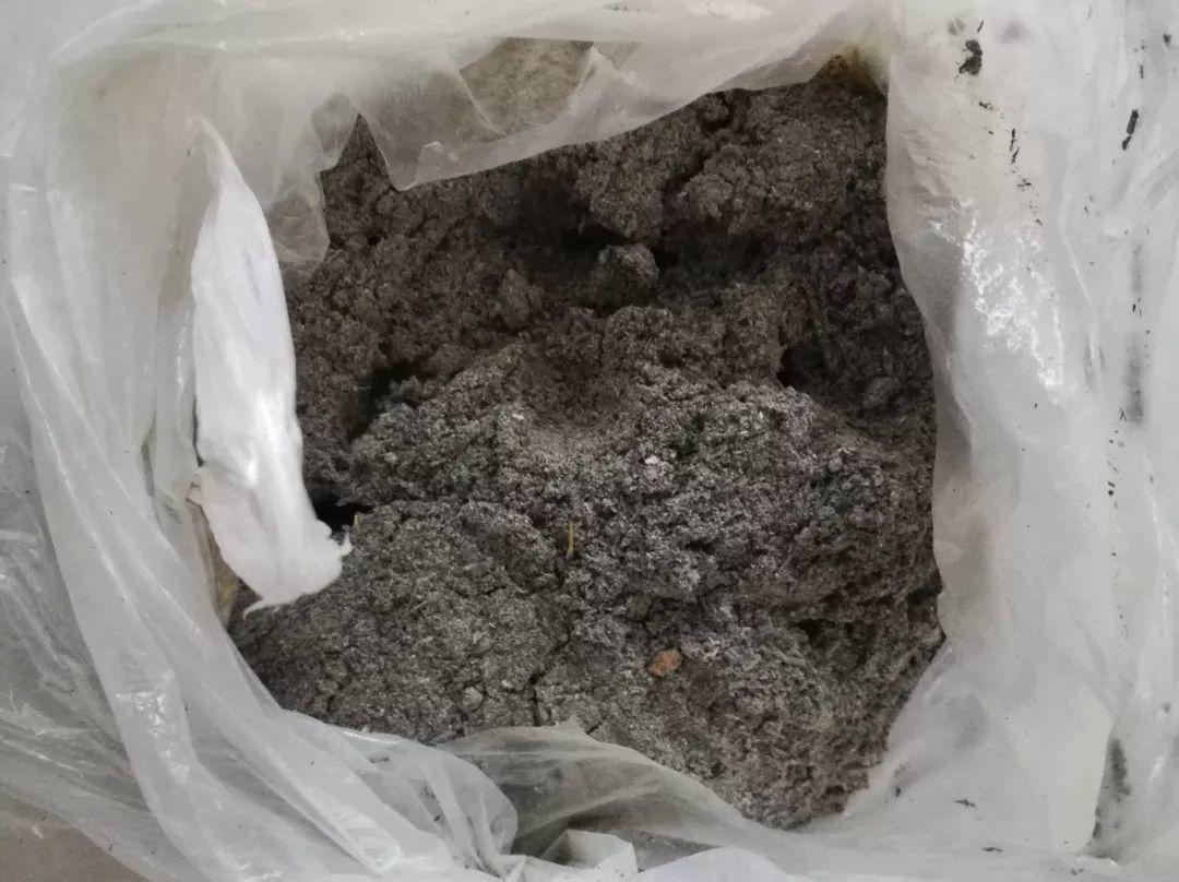 “蚯蚓粪”养花也不赖,增粉还透气,啥花都能养好!