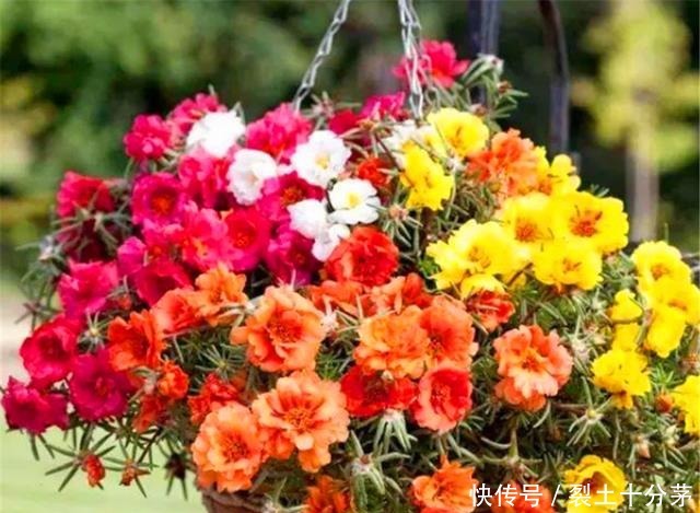 想让太阳花开爆盆，4月做好3个准备，一年花开200天