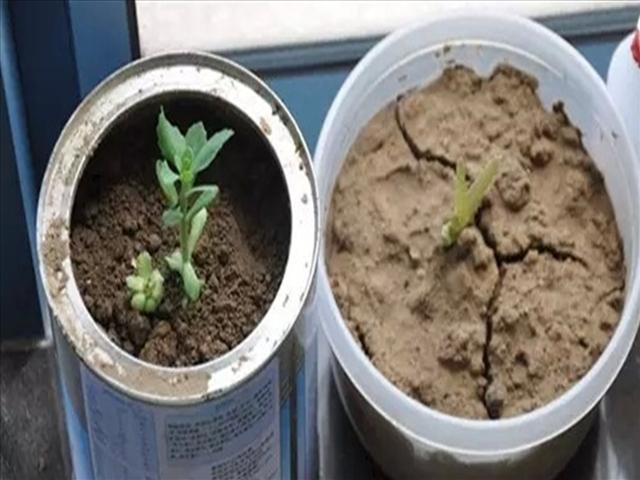 废水|养花土“干巴巴”,3种“废水”浇盆里,土壤松松软软像“面包”