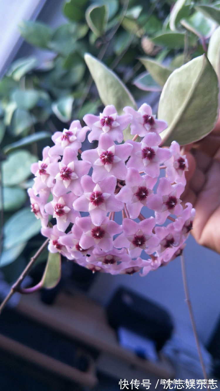 狗舌藤|喜欢三角梅,推荐试试优良品种“柠檬黄三角梅”,花开靓丽多姿!