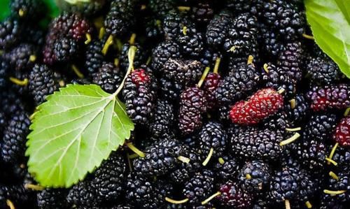 有益健康|适合秋天养生吃的三种食物，坚持吃一些，补充营养，有益健康！