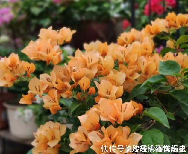 45种三角梅品种,红、橙、黄、绿、白、紫,每一种都很好看!