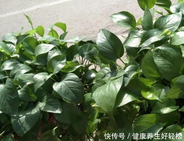 家有这2种“垃圾”,是养花的“宝贝”,平时别扔了,养绿萝超旺!