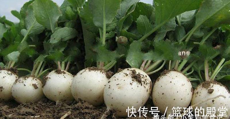 买萝卜，白皮，青皮和红皮口感差别大，牢记3点，挑到好吃的萝卜