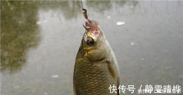 杆子|七星漂钓鱼有何优势?了解这些过后,你会对七星漂有一个新的认识