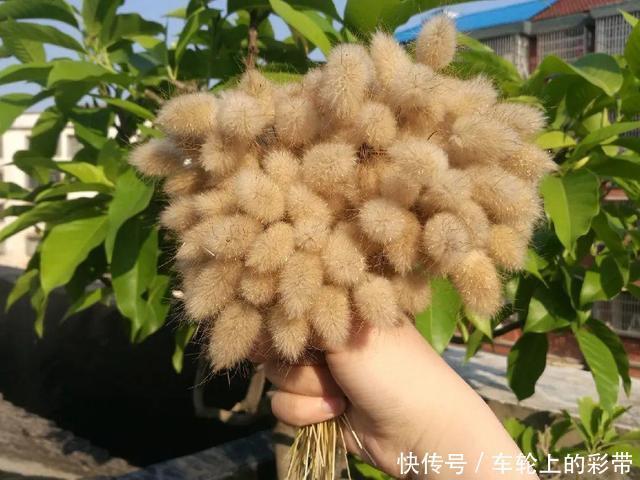 吊兰长满小金鱼,养上5年,越养越上瘾!