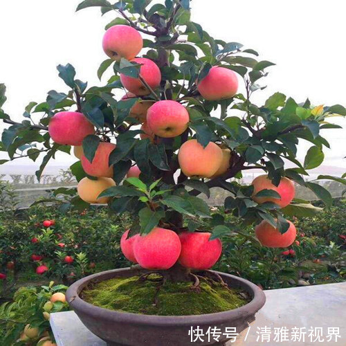 营养均衡|高手养花,把苹果树做“盆景”,造型优美、年年挂着“红苹果”