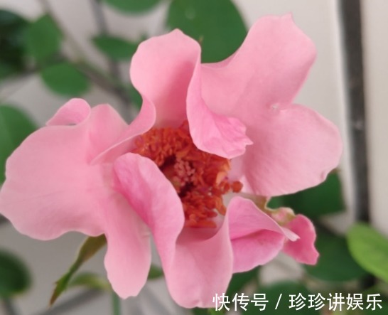 10个最奇葩的月季品种,你可能一个都没见过!