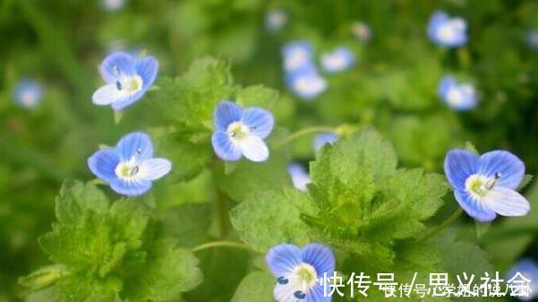 婆婆纳|农村2种花,号称“男人的加油站”,很多人都不知