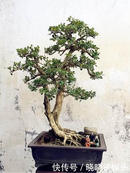 大树|几年前别人送的盆景,让父母养成大树了,现在想把它养回盆景,可以吗?该怎么做呢?