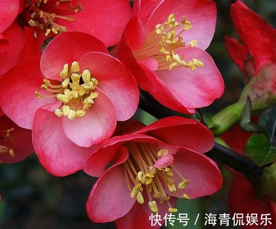 喜欢菊花,不妨养盆墨菊,似花中仙子,花色多又艳,养在家中美