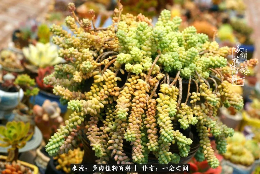 群友聊多肉没有最二只有更二,爆笑百科二群的二货二事!