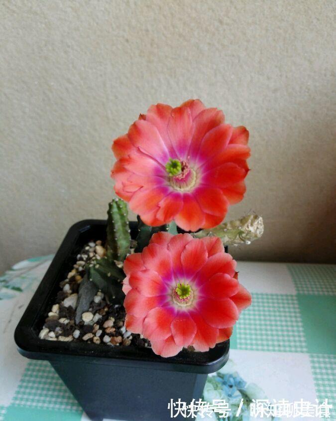 红掌|谁见了都喜欢的4种花,好养又漂亮,全年开花不断