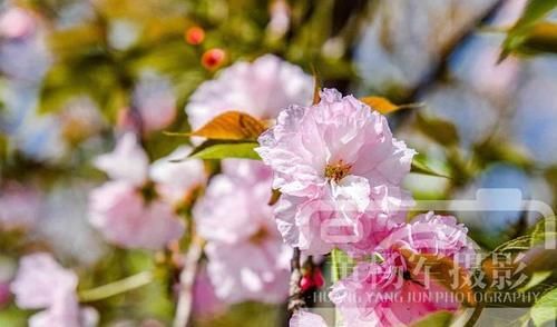 阳光里娇艳绽放的樱花，繁花满树的粉色花朵非常美，春花动人