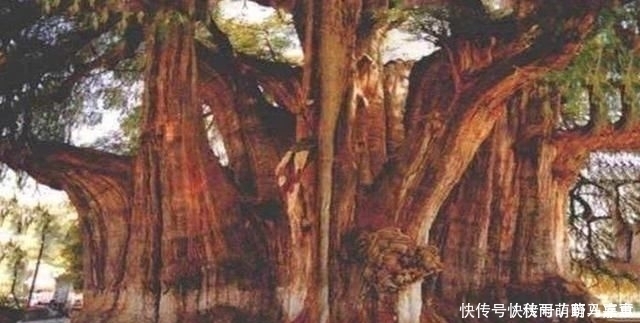 堪称世界之最的6种树木,最贵、最毒、最硬都在中国境内