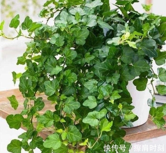 鸢尾花|家里养上4种花,人养花,花也养人,漂亮大气,花色漂亮
